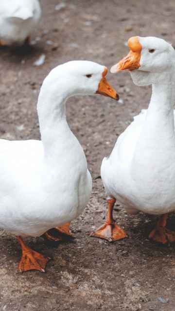 1883 Love A Pair Of Ducks